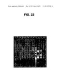 Plasmids from Thermophilic Organisms, Vectors Derived Therefrom, and Uses Thereof diagram and image