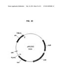 Plasmids from Thermophilic Organisms, Vectors Derived Therefrom, and Uses Thereof diagram and image