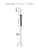 D4 DESATURASES AND D5 ELONGASES diagram and image