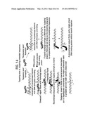 Recombinase polymerase amplification diagram and image