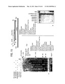 Recombinase polymerase amplification diagram and image