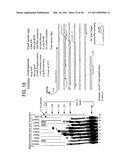 Recombinase polymerase amplification diagram and image