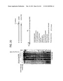 Recombinase polymerase amplification diagram and image