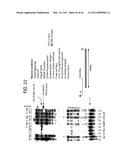 Recombinase polymerase amplification diagram and image