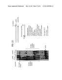 Recombinase polymerase amplification diagram and image