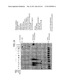 Recombinase polymerase amplification diagram and image