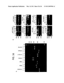 Recombinase polymerase amplification diagram and image