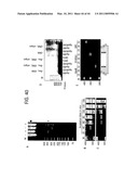 Recombinase polymerase amplification diagram and image