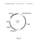 Polypeptides Having Xylanase Activity And Polynucleotides Encoding Same diagram and image