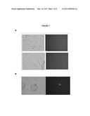 METHODS FOR GENETIC PLANT TRANSFORMATION USING WATER-SOLUBLE FULLERENE DERIVATIVES diagram and image