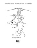 BRANCHED AND MULTI-CHAIN NUCLEIC ACID SWITCHES FOR SENSING AND SCREENING diagram and image