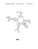 BRANCHED AND MULTI-CHAIN NUCLEIC ACID SWITCHES FOR SENSING AND SCREENING diagram and image