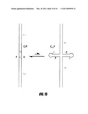 BRANCHED AND MULTI-CHAIN NUCLEIC ACID SWITCHES FOR SENSING AND SCREENING diagram and image