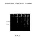 PROCESS FOR AMPLIFYING NUCLEIC ACIDS diagram and image