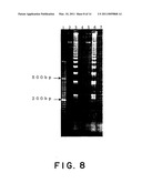 PROCESS FOR AMPLIFYING NUCLEIC ACIDS diagram and image