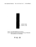 PROCESS FOR AMPLIFYING NUCLEIC ACIDS diagram and image