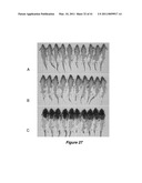 VITAMIN D3 AND ANALOGS THEREOF FOR TREATING ALOPECIA diagram and image