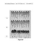 VITAMIN D3 AND ANALOGS THEREOF FOR TREATING ALOPECIA diagram and image