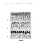 VITAMIN D3 AND ANALOGS THEREOF FOR TREATING ALOPECIA diagram and image