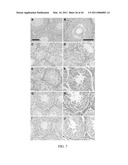 LONIDAMINE ANALOGUES FOR FERTILITY MANAGEMENT diagram and image