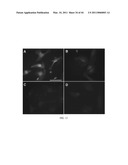 LONIDAMINE ANALOGUES FOR FERTILITY MANAGEMENT diagram and image