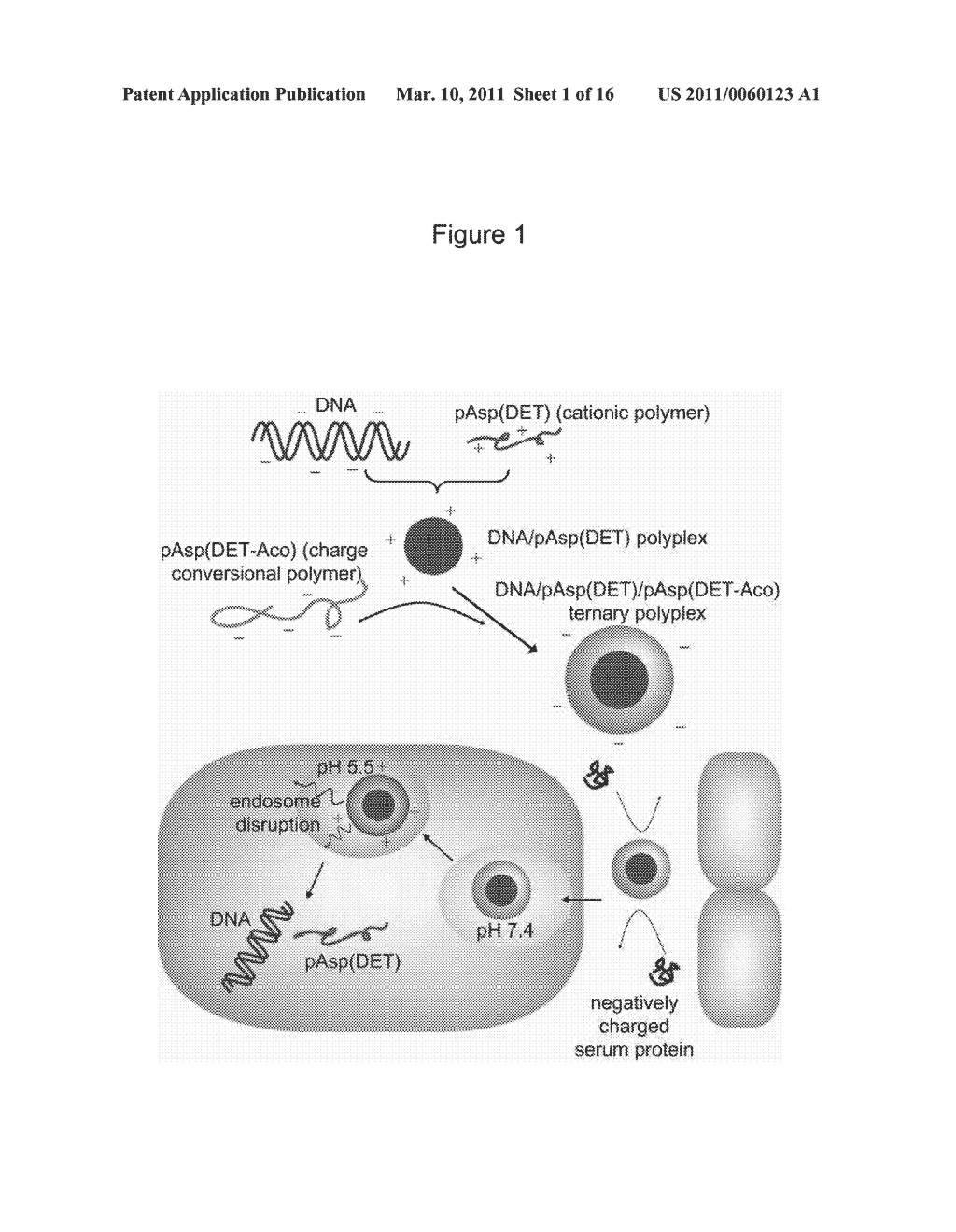 CHARGE CONVERSIONAL TERNARY POLYPLEX - diagram, schematic, and image 02