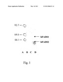 MONOSPECIFIC ANTIBODY AND METHOD OF PRODUCTION USING AS ANTIGEN AN ISOFORM OF THE HUMAN FAD SYNTHETASE diagram and image