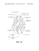 STIMULATION OF A STIMULATION SITE WITHIN THE NECK OR HEAD diagram and image