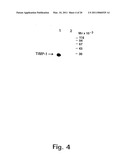 TISSUE INHIBITOR OF MATRIX METALLOPROTEINASES TYPE-1 (TIMP-1) AS A CANCER MARKER diagram and image