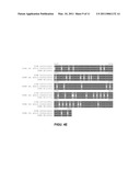 FUNCTIONAL EXPRESSION OF YEAST NITRATE TRANSPORTER (YNT1) IN MAIZE TO IMPROVE NITRATE UPTAKE diagram and image