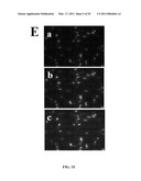 METHODS AND COMPOSITIONS INVOLVING CHITOSAN NANOPARTICLES diagram and image