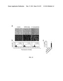 METHODS AND COMPOSITIONS INVOLVING CHITOSAN NANOPARTICLES diagram and image