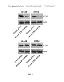 METHODS AND COMPOSITIONS INVOLVING CHITOSAN NANOPARTICLES diagram and image