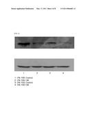 COSMETIC COMPOSITION COMPRISING A STEM-CELL CULTURE FLUID, AND A PRODUCTION METHOD THEREFOR diagram and image