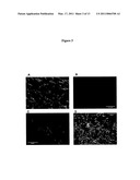 NEURAL STEM CELLS diagram and image