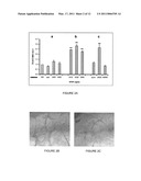 HEMANGIO COLONY FORMING CELLS AND NON-ENGRAFTING HEMANGIO CELLS diagram and image