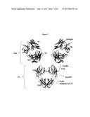 Immunoglobulin Variants Outside the Fc Region diagram and image