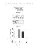 Use of IL-20 Antagonists for Treating Rheumatoid Arthritis and Osteoporosis diagram and image