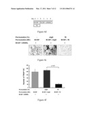 Use of IL-20 Antagonists for Treating Rheumatoid Arthritis and Osteoporosis diagram and image