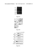 Use of IL-20 Antagonists for Treating Rheumatoid Arthritis and Osteoporosis diagram and image