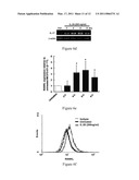 Use of IL-20 Antagonists for Treating Rheumatoid Arthritis and Osteoporosis diagram and image