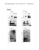 CA6 ANTIGEN-SPECIFIC CYTOTOXIC CONJUGATE AND METHODS OF USING THE SAME diagram and image