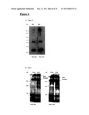 CA6 ANTIGEN-SPECIFIC CYTOTOXIC CONJUGATE AND METHODS OF USING THE SAME diagram and image