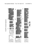 NUCLEIC ACID MOLECULES AND POLYPEPTIDES FOR IMMUNE MODULATION diagram and image