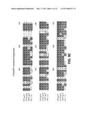 NUCLEIC ACID MOLECULES AND POLYPEPTIDES FOR IMMUNE MODULATION diagram and image