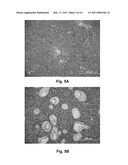 Attenuated Vaccine Against Fish Pathogen Francisella Sp. diagram and image