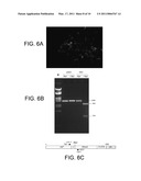 CDNA CONSTRUCT OF SALMONIDAE ALPHAVIRUS diagram and image