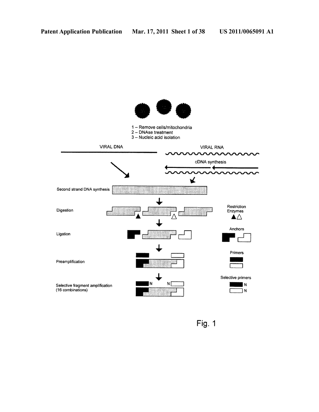 Coronavirus, Nucleic Acid, Protein, and Methods for the Generation of Vaccine, Medicaments and Diagnostics - diagram, schematic, and image 02