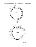 Coronavirus, Nucleic Acid, Protein, and Methods for the Generation of Vaccine, Medicaments and Diagnostics diagram and image