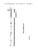 Coronavirus, Nucleic Acid, Protein, and Methods for the Generation of Vaccine, Medicaments and Diagnostics diagram and image